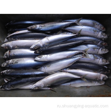 Новая посадка замороженная рыба Pacific Mackerel для консервирования
